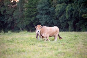 besserfleisch.de Bio Fleisch aus Weidehaltung