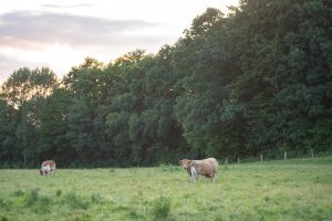 besserfleisch.de Bio Fleisch aus Weidehaltung