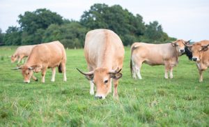 besserfleisch.de Bio Fleisch aus Weidehaltung