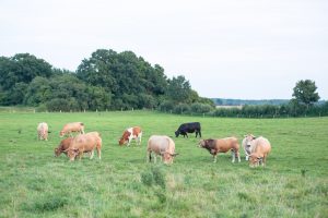 besserfleisch.de Bio Fleisch aus Weidehaltung