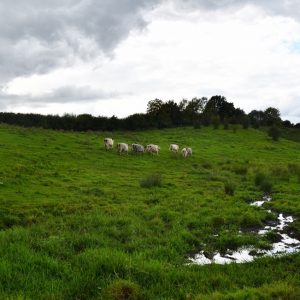 besserfleisch.de Bio Fleisch aus Weidehaltung