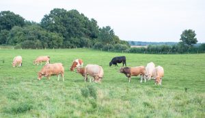 besserfleisch.de Bio Fleisch aus Weidehaltung