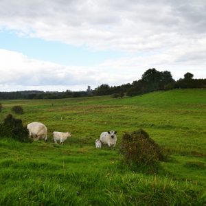 besserfleisch.de Bio Fleisch aus Weidehaltung