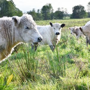 besserfleisch.de Bio Fleisch aus Weidehaltung