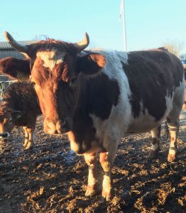 besserfleisch.de Bio Fleisch aus Weidehaltung