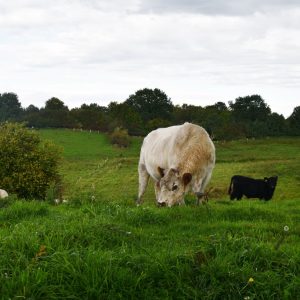 besserfleisch.de Bio Fleisch aus Weidehaltung