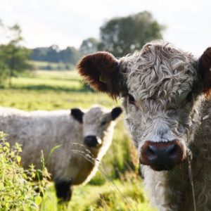 besserfleisch.de Bio Fleisch aus Weidehaltung