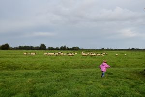 besserfleisch.de Bio Fleisch aus Weidehaltung