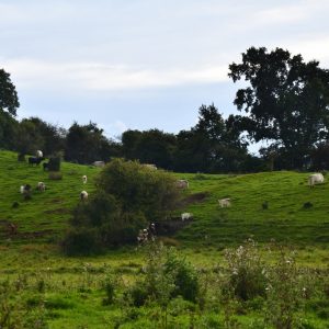 besserfleisch.de Bio Fleisch aus Weidehaltung