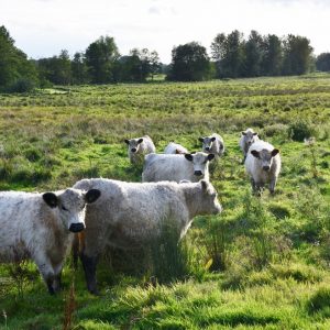 besserfleisch.de Bio Fleisch aus Weidehaltung