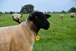 besserfleisch.de Bio Fleisch aus Weidehaltung