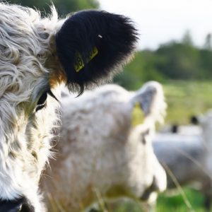 besserfleisch.de Bio Fleisch aus Weidehaltung