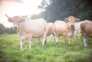 besserfleisch.de Bio Fleisch aus Weidehaltung