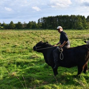 besserfleisch.de Bio Fleisch aus Weidehaltung