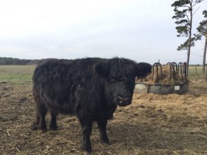 besserfleisch.de Bio Fleisch aus Weidehaltung