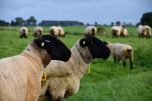 besserfleisch.de Bio Fleisch aus Weidehaltung