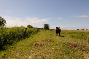 besserfleisch.de Bio Fleisch aus Weidehaltung