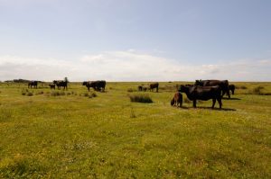 besserfleisch.de Bio Fleisch aus Weidehaltung