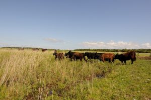 besserfleisch.de Bio Fleisch aus Weidehaltung