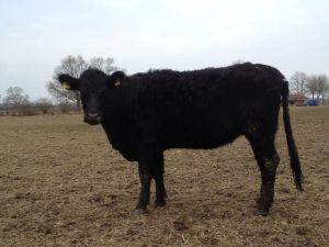 besserfleisch.de Bio Fleisch aus Weidehaltung