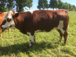 besserfleisch.de Bio Fleisch aus Weidehaltung