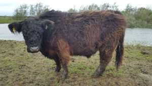 besserfleisch.de Bio Fleisch aus Weidehaltung