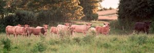 besserfleisch.de Bio Fleisch aus Weidehaltung