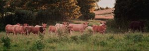 besserfleisch.de Bio Fleisch aus Weidehaltung