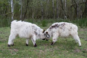 besserfleisch.de Bio Fleisch aus Weidehaltung