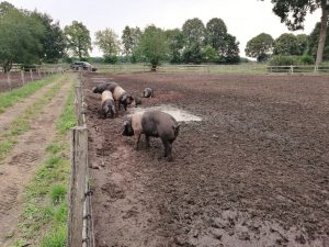 besserfleisch.de Bio Fleisch aus Weidehaltung