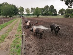 besserfleisch.de Bio Fleisch aus Weidehaltung