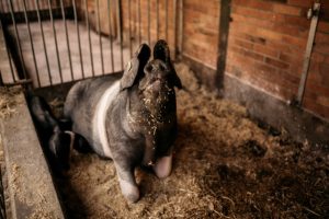 besserfleisch.de Bio Fleisch aus Weidehaltung