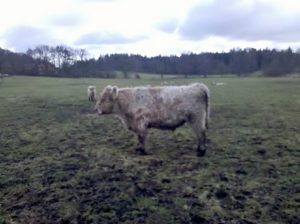 besserfleisch.de Bio Fleisch aus Weidehaltung
