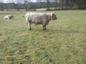 besserfleisch.de Bio Fleisch aus Weidehaltung