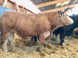 besserfleisch.de Bio Fleisch aus Weidehaltung