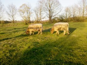 besserfleisch.de Bio Fleisch aus Weidehaltung