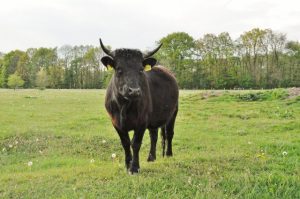 besserfleisch.de Bio Fleisch aus Weidehaltung