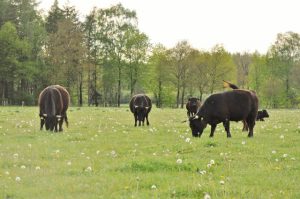 besserfleisch.de Bio Fleisch aus Weidehaltung
