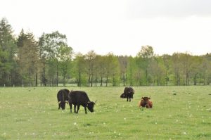 besserfleisch.de Bio Fleisch aus Weidehaltung