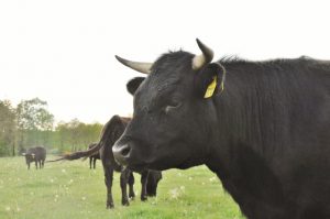 besserfleisch.de Bio Fleisch aus Weidehaltung