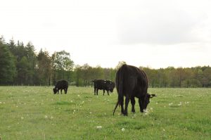 besserfleisch.de Bio Fleisch aus Weidehaltung