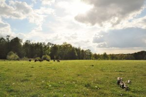 besserfleisch.de Bio Fleisch aus Weidehaltung