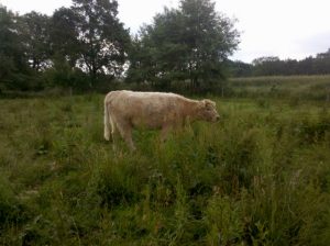 besserfleisch.de Bio Fleisch aus Weidehaltung