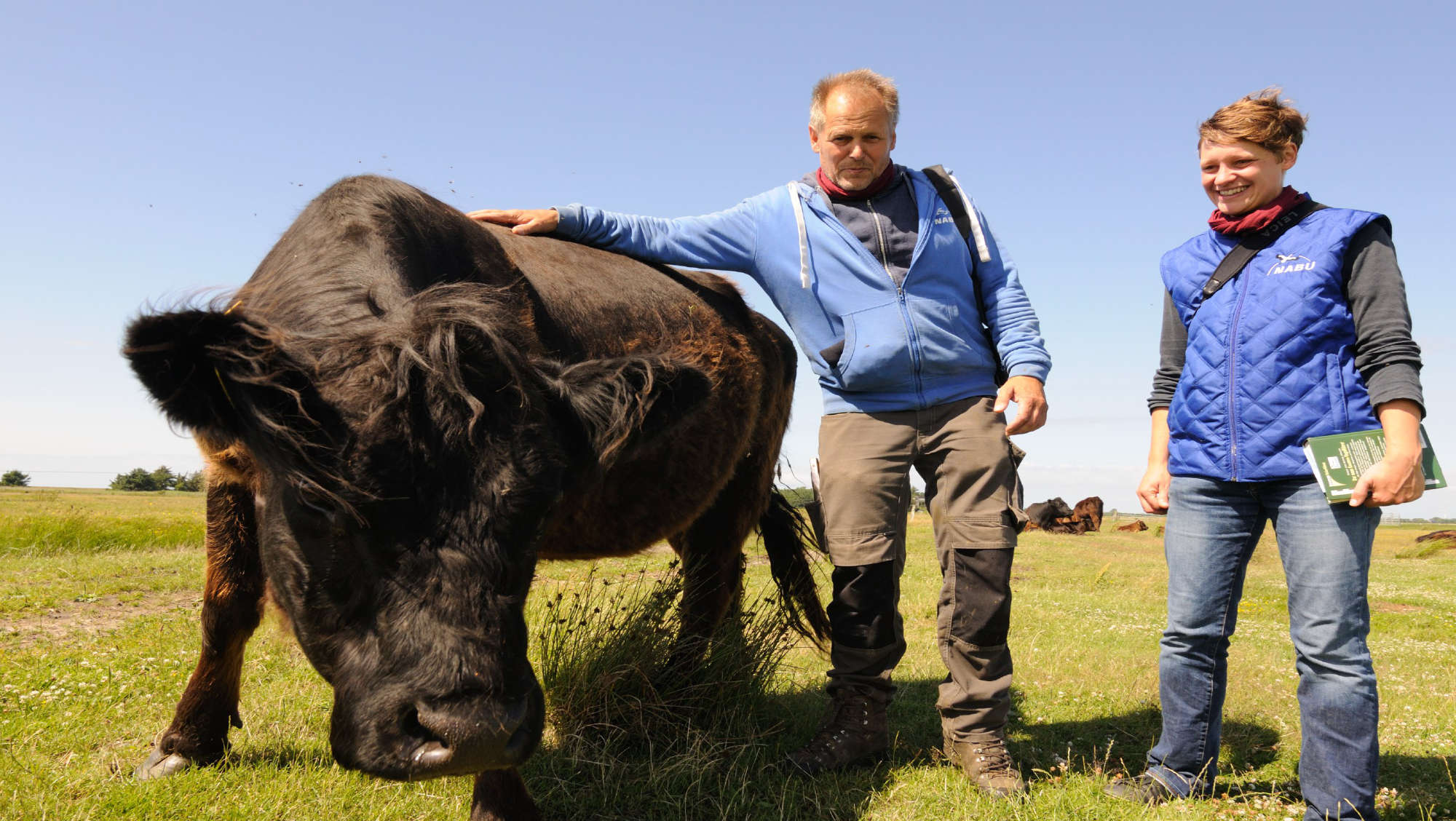 Salzwiesengalloway vom NABU Wallnau auf Fehmarn