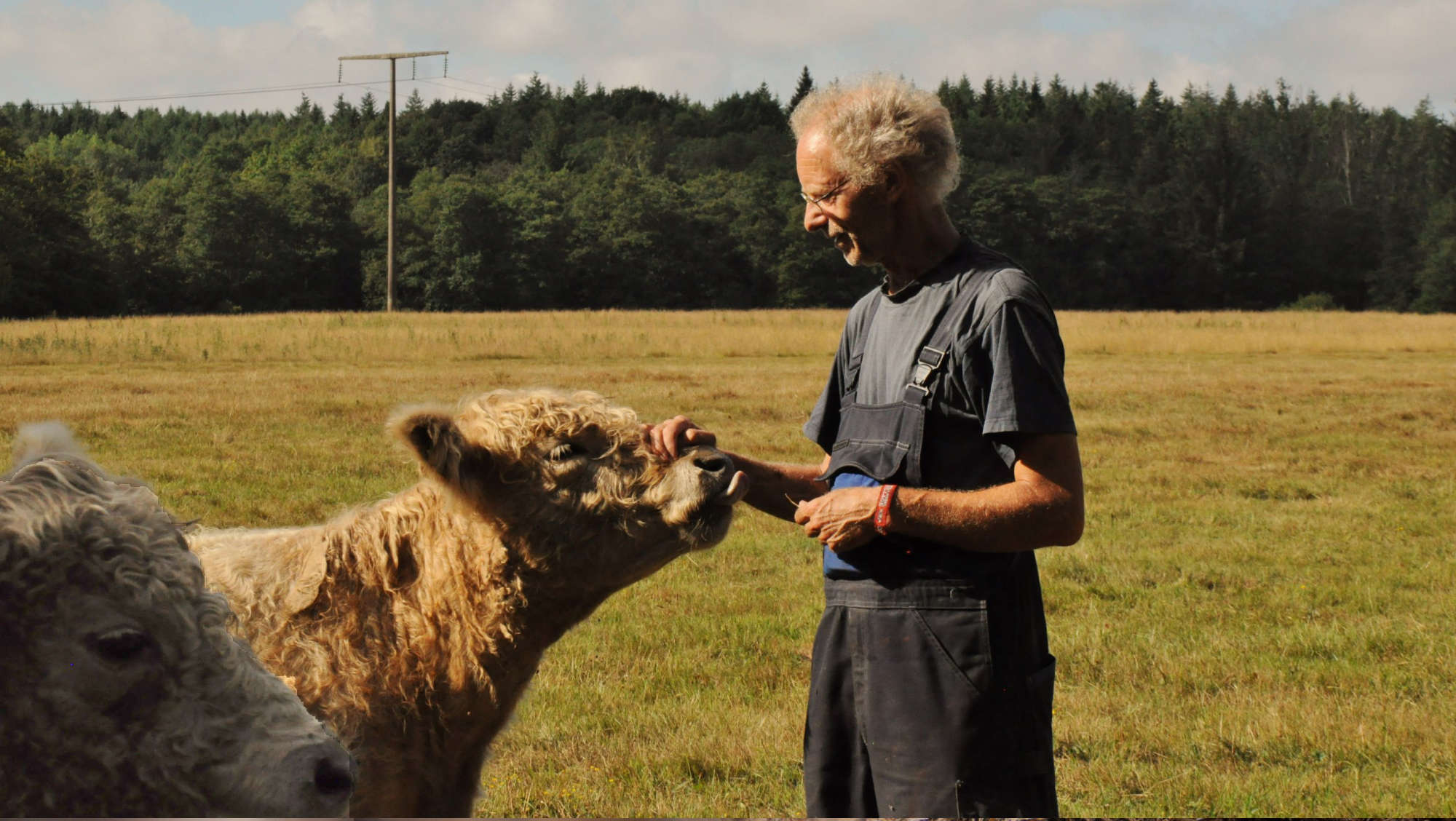 Galloway vom Landschaftspflegehof Behrens bei Itzehoe