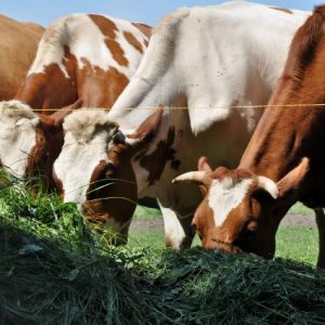 besserfleisch.de Bio Fleisch aus Weidehaltung