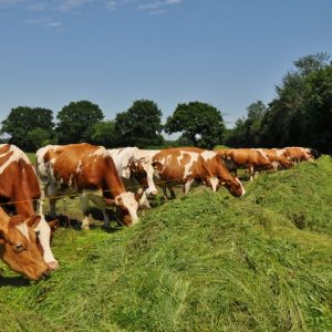 besserfleisch.de Bio Fleisch aus Weidehaltung