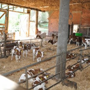 besserfleisch.de Bio Fleisch aus Weidehaltung