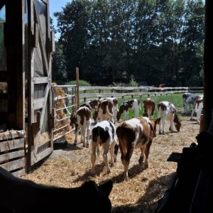 besserfleisch.de Bio Fleisch aus Weidehaltung