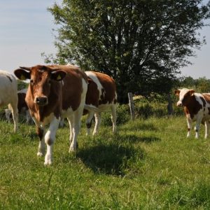 besserfleisch.de Bio Fleisch aus Weidehaltung